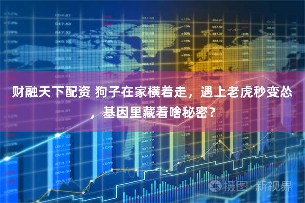 财融天下配资 狗子在家横着走，遇上老虎秒变怂，基因里藏着啥秘密？